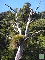 thn_NZ leden-unor 2006 226.jpg